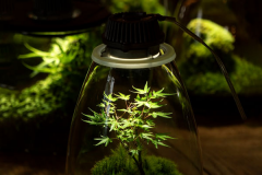 led plant lights indoors Marijuana and other plants grow in usa